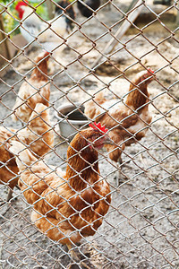 鸡在家禽场里吃
