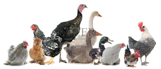家禽,动物群,银边怀恩多特鸡,美国的北京烤鸭,鸭子