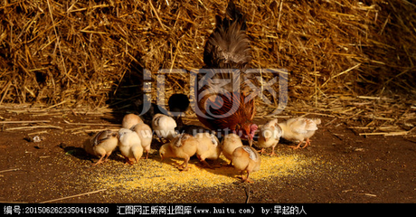 母鸡和他的子女们,家禽家畜,动物摄影,摄影,汇图网www.huitu.com